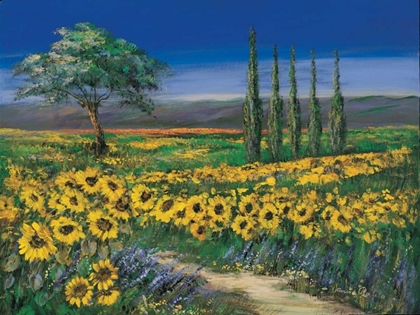 Picture of FIELD OF SUNFLOWERS