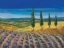 Picture of FIELD OF LAVENDER