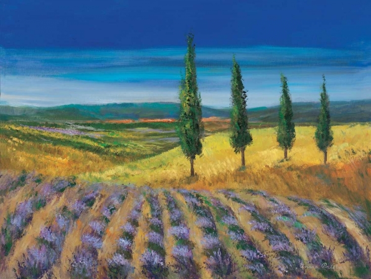 Picture of FIELD OF LAVENDER