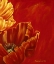 Picture of POPPIES IN BLOOM II