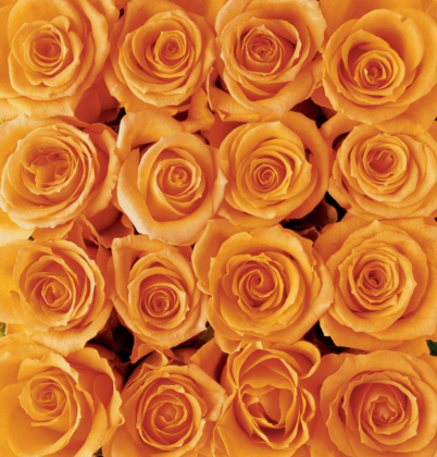 Picture of ORANGE ROSE CREATION