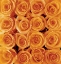 Picture of ORANGE ROSE CREATION