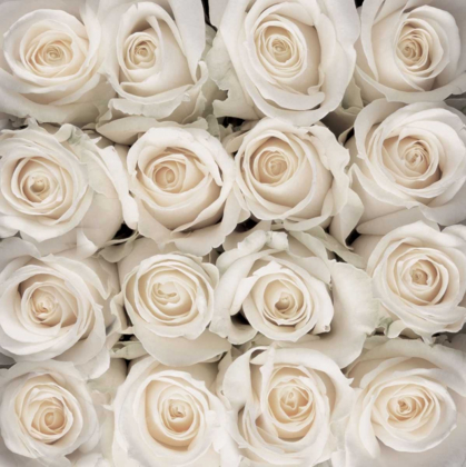 Picture of WHITE ROSE CREATION