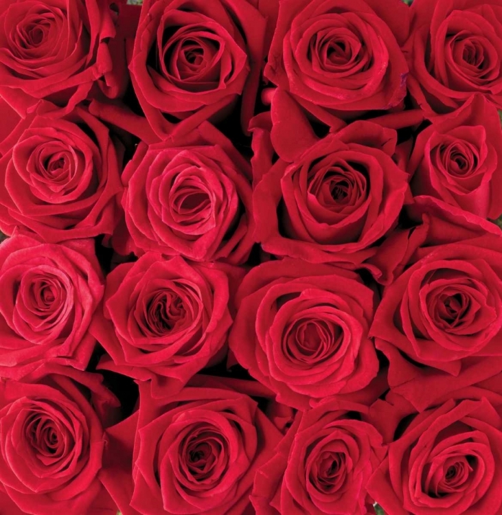 Picture of RED ROSE CREATION