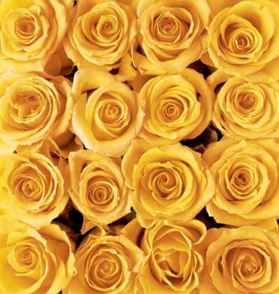 Picture of YELLOW ROSE CREATION
