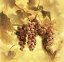 Picture of GRAPESI