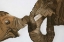 Picture of ELEFANT