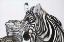 Picture of ZEBRA