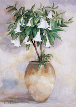 Picture of DATURA