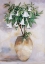 Picture of DATURA