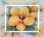 Picture of FREESIAS IN FANTASY II