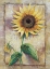 Picture of MAGNIFICENT SUNFLOWER