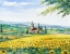 Picture of SUNFLOWER FIELD