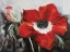 Picture of POPPY IN FULL BLOOM