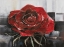 Picture of BLOOMING RED ROSE