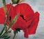 Picture of THE RED POPPY