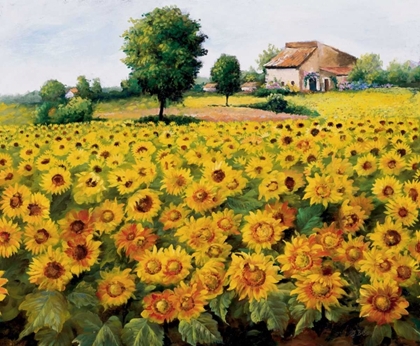 Picture of FIELD WITH SUNFLOWERS