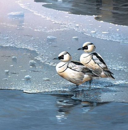 Picture of DUCKS