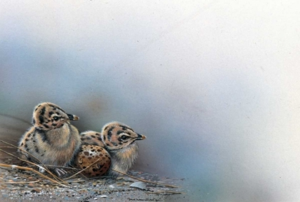 Picture of BABY BIRDS