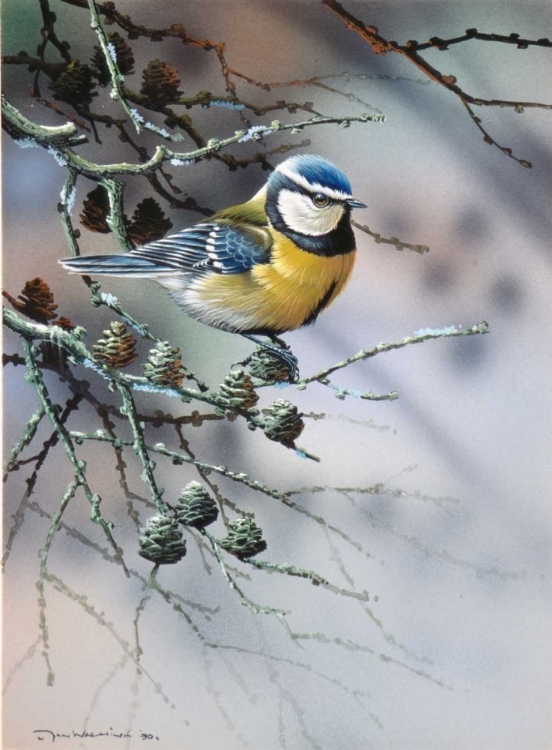 Picture of BIRD IN FIR-TREE