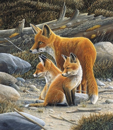 Picture of FOX FAMILY
