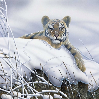 Picture of TIGER IN THE SNOW