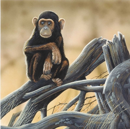 Picture of CHIMPANSEE