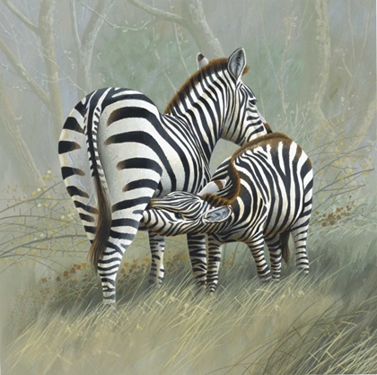 Picture of TWO ZEBRAS