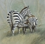 Picture of TWO ZEBRAS