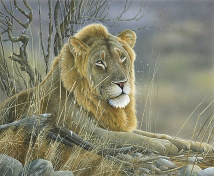 Picture of LION