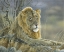 Picture of LION