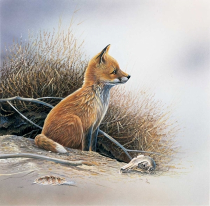 Picture of LITTLE FOX