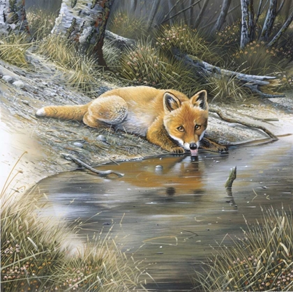 Picture of FOX DRINKING WATER
