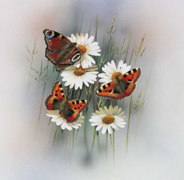 Picture of BUTTERFLIES