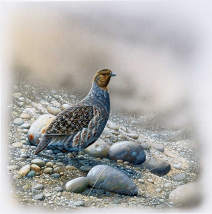 Picture of BIRD BETWEEN STONES