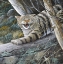 Picture of LYNX