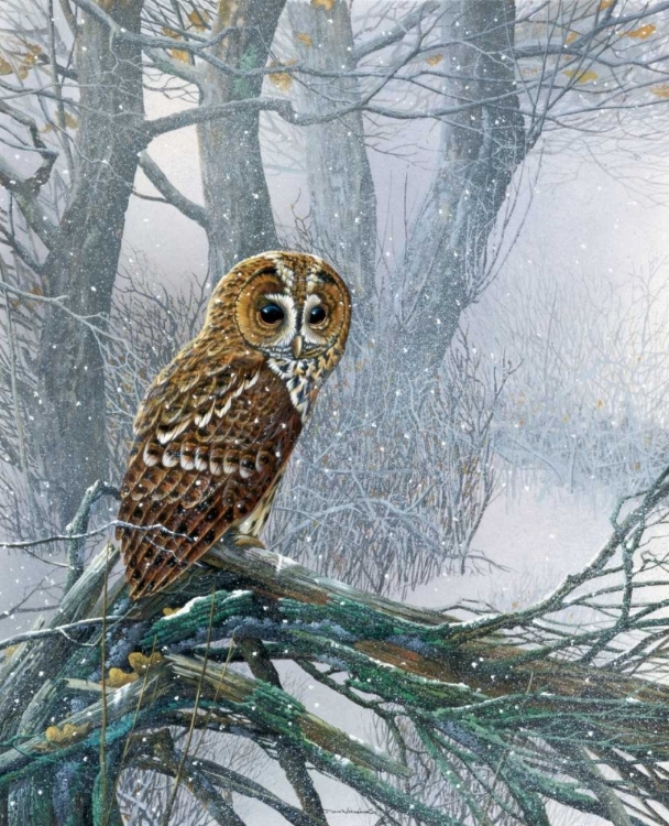 Picture of OWL IN SNOWY FOREST