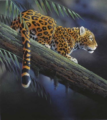 Picture of JAGUAR IN TREE