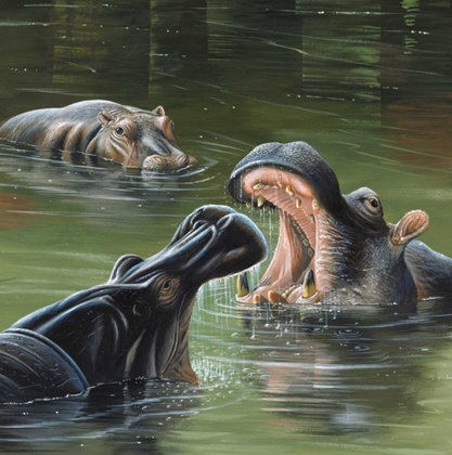 Picture of HIPPOS IN WATER