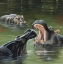 Picture of HIPPOS IN WATER