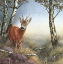 Picture of DEER IN FOREST