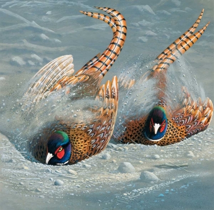 Picture of GOLD PHEASANT