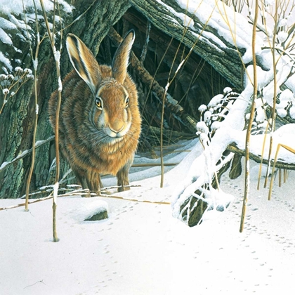 Picture of RABBIT 