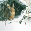 Picture of RABBIT 