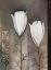 Picture of TULIP DECO II