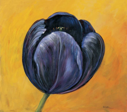 Picture of PURPLE TULIP I