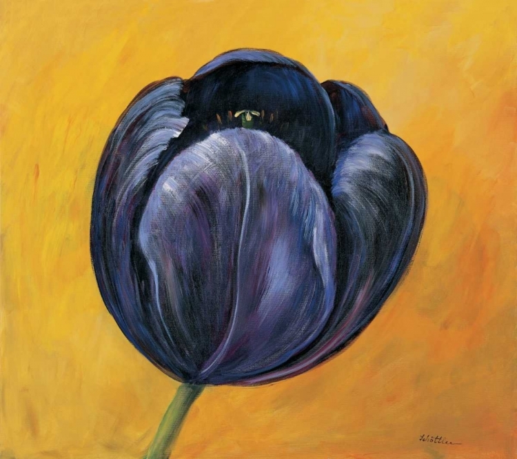 Picture of PURPLE TULIP I