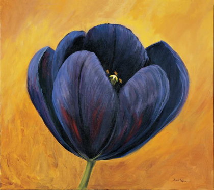 Picture of PURPLE TULIP II