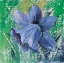 Picture of PURPLE CALYX