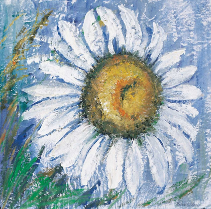 Picture of OXEYE DAISY